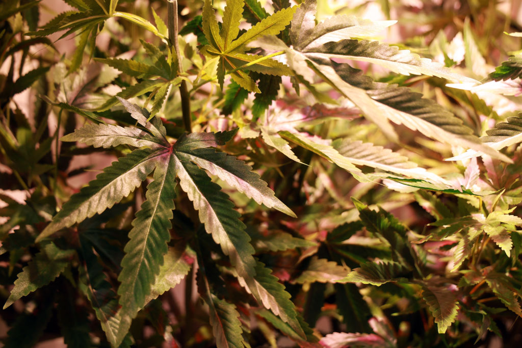Regulatory Hurdles Remain Despite Cannabis Reclassification