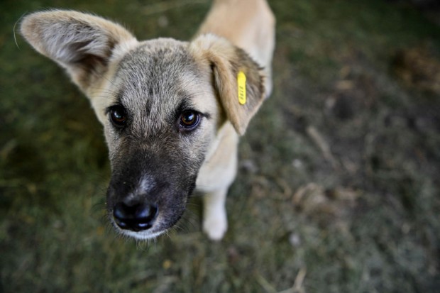 Nationwide to Drop Up to 100,000 Pet Insurance Policies Citing Rising Vet Costs