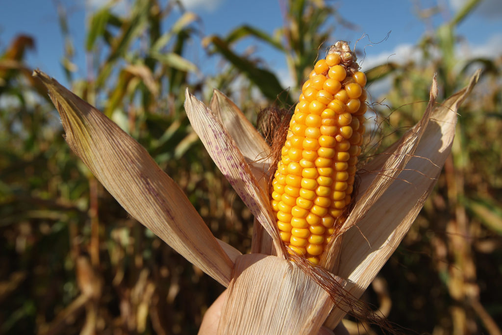 US Corn Inventories Set to Surge as Farmers Hold Out for Higher Offers