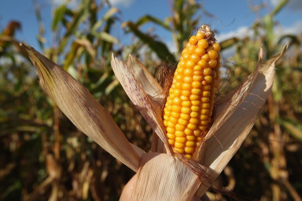 US Corn Inventories Set to Surge as Farmers Hold Out for Higher Offers