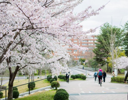 Students at Hiroshima University using bicycles to commute to campus