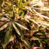 Regulatory Hurdles Remain Despite Cannabis Reclassification